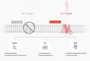 Hanmi Pharm Begins Phase 1 Trial of HM17321, First Drug to Cut Fat and Increase Muscle